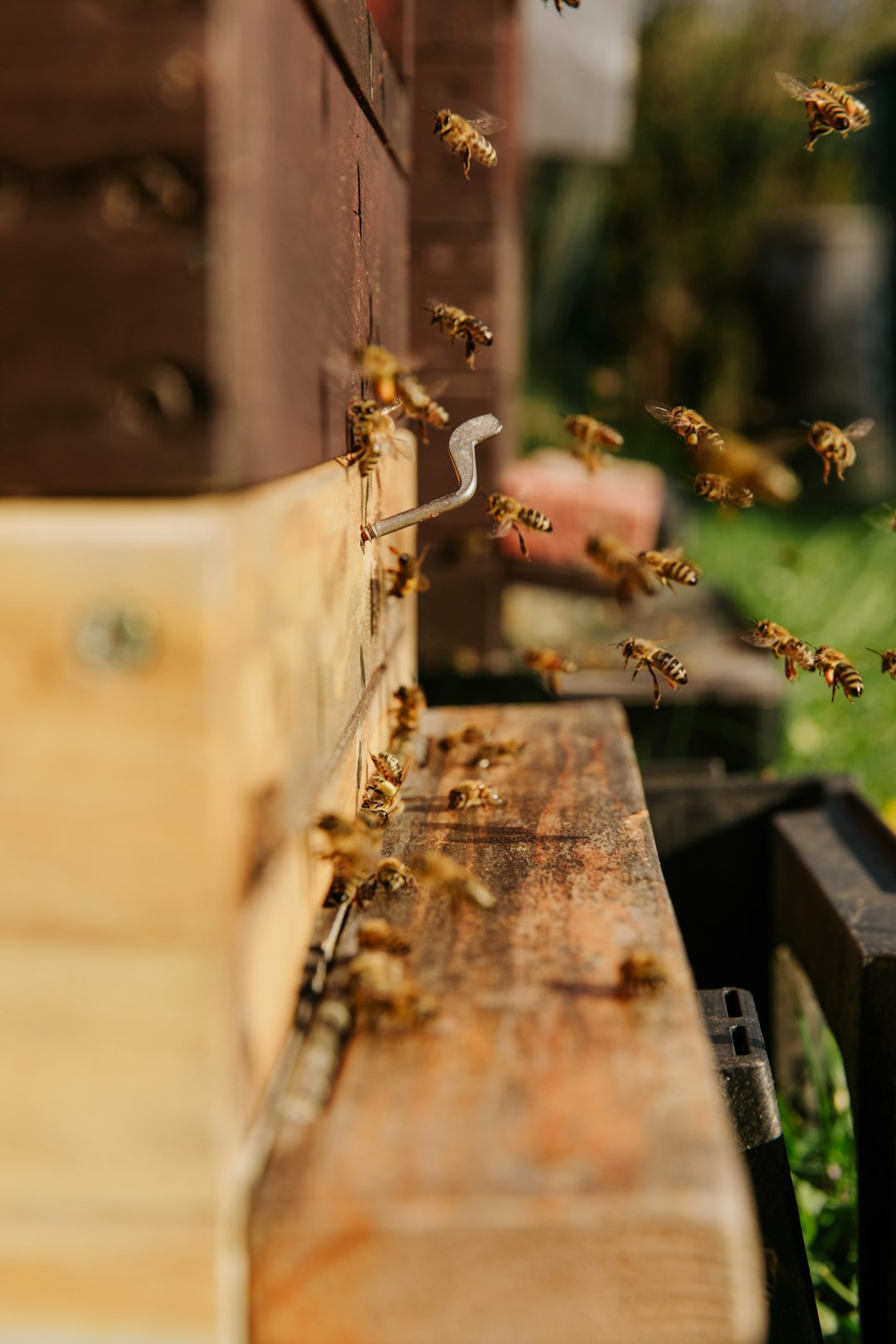 Climate Change: Challenges and Opportunities for Beekeepers